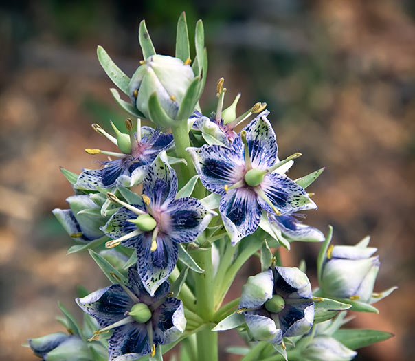 green gentian